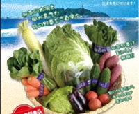 湘南野菜の写真1