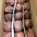 10月のおすすめ旬野菜・鹿児島県産の「安納芋」