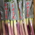 11月のおすすめ旬野菜・山形県産の伝統野菜「平田赤ネギ」