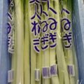 栃木県産の白美人ねぎ｜4月のおすすめ業務用旬野菜の仕入れ情報