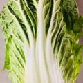 【特売情報】茨城県産の白菜｜今週土曜日のお得な業務用野菜