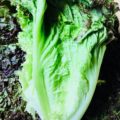 【特売情報】長野県産のサニーレタス｜今週土曜日のお得な業務用野菜