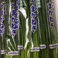 佐賀県産の小ねぎ・茨城県産のレタス｜今週土曜日の業務用野菜 特売情報