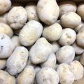 【特売情報】長崎県産の男爵イモ｜今週土曜日のお得な業務用野菜