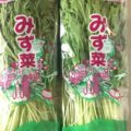 【特売情報】茨城県産の水菜｜今週土曜日のお得な業務用野菜