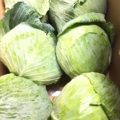 【特売情報】群馬県産のキャベツと茨城県産のチンゲン菜｜今週土曜日のお得な業務用野菜