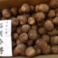 9月のおすすめ業務用旬野菜「石川小芋」