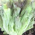 【特売情報】長野県産のサニーレタス｜今週土曜日のお得な業務用野菜