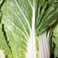 【特売情報】茨城県産の白菜｜今週土曜日のお得な業務用野菜