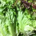 【特売情報】茨城県産のサニーレタスとグリーンカール｜今週土曜日のお得な業務用野菜