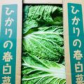 【特売情報】茨城県産の春白菜｜今週土曜日のお得な業務用野菜