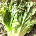 【特売情報】長野県産のサニーレタス｜今週土曜日のお得な業務用野菜