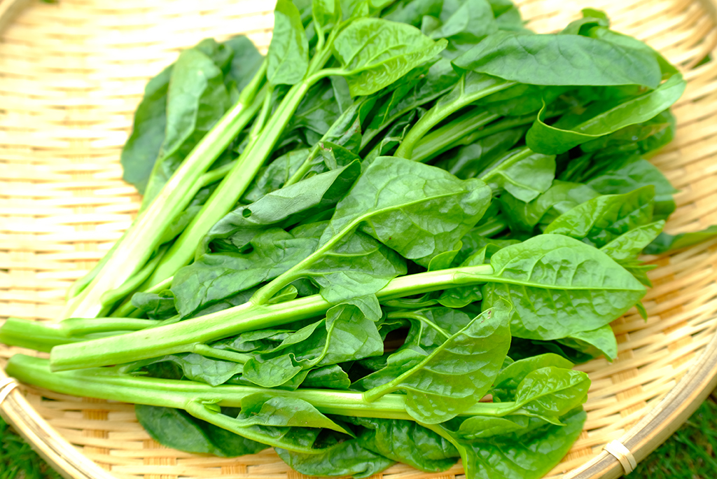 【令和7年8月度】おすすめ業務用旬野菜「ツルムラサキ」