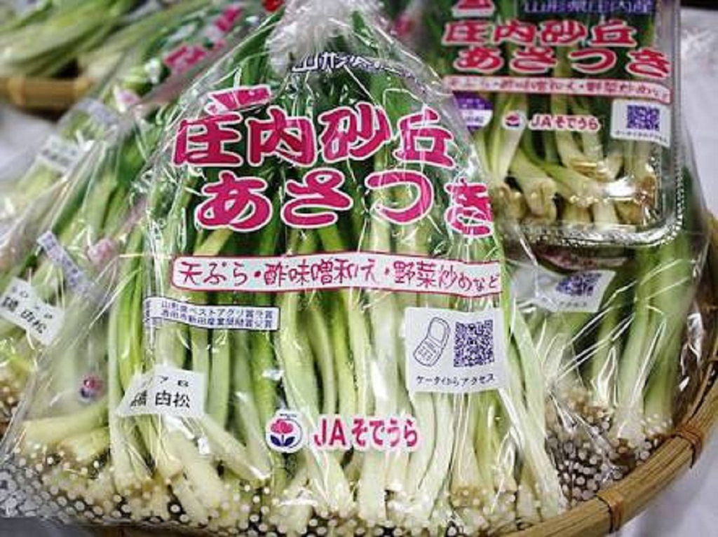 【令和8年1月度】おすすめ業務用旬野菜「庄内あさつき」
