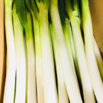 【令和8年4月度】おすすめ業務用旬野菜「白美人ねぎ」